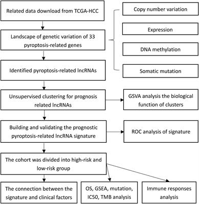 Development and Validation of a Pyroptosis-Related Long Non-coding RNA Signature for Hepatocellular Carcinoma